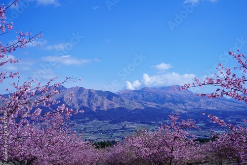 満開の南阿蘇桜公園と阿蘇山の風景