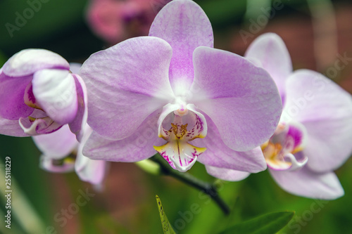 Orchid flower in tropical garden  spring day Floral postcard