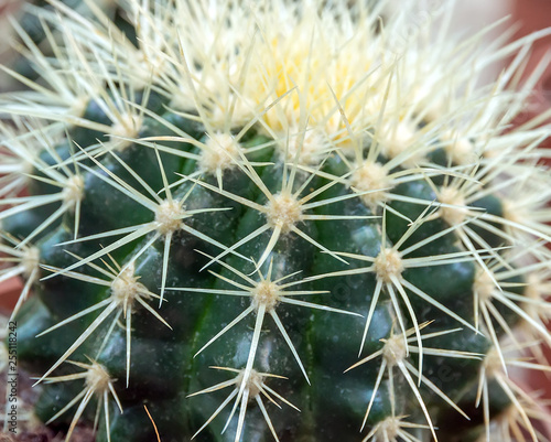 Cactus prickly plant thorns close-up.
