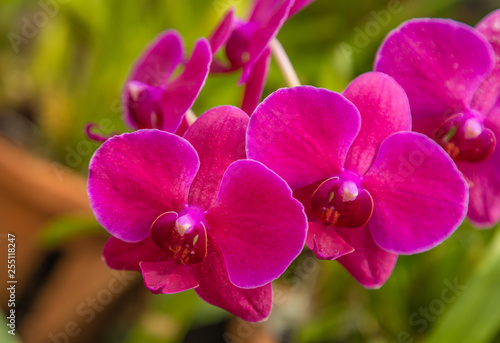 Pink Orchid flower in Tropical concept garden