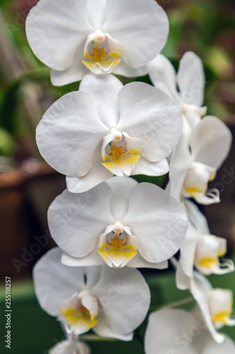 Orchid flower in tropical garden agriculture