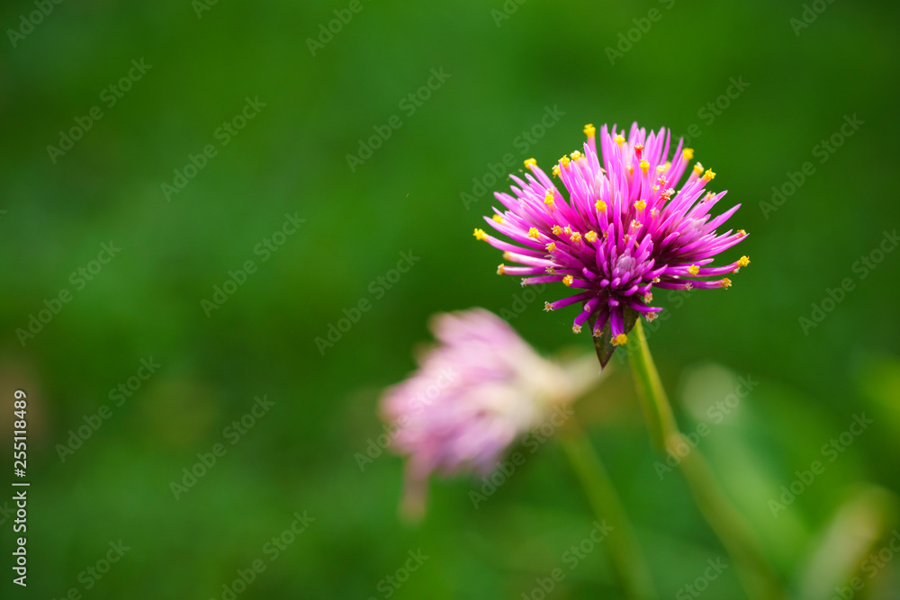 Colorful Purple flowers on the green blur background Colorful Purple flowers on the green blur background