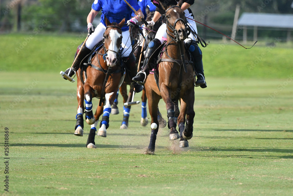 Horses Polo Run In The Game.