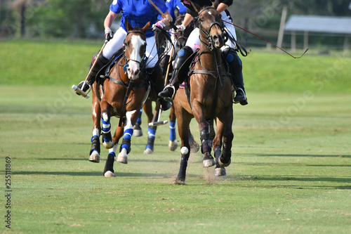 Horses Polo Run In The Game. © Hola53