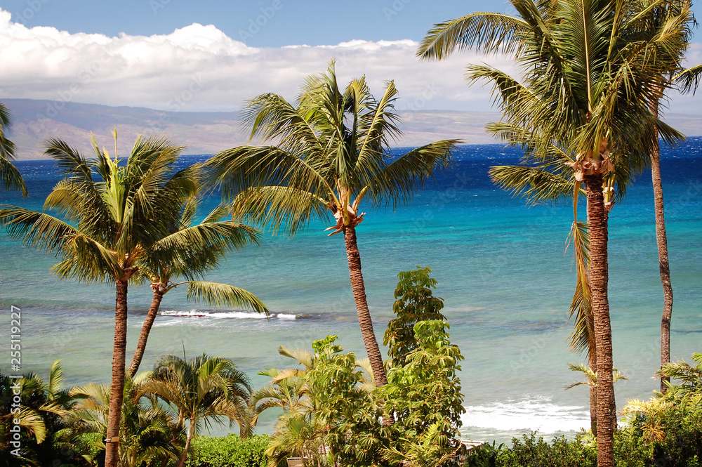 A postcard view of three palm trees over looking the multi colored blue ocean in Maui, Hawaii.