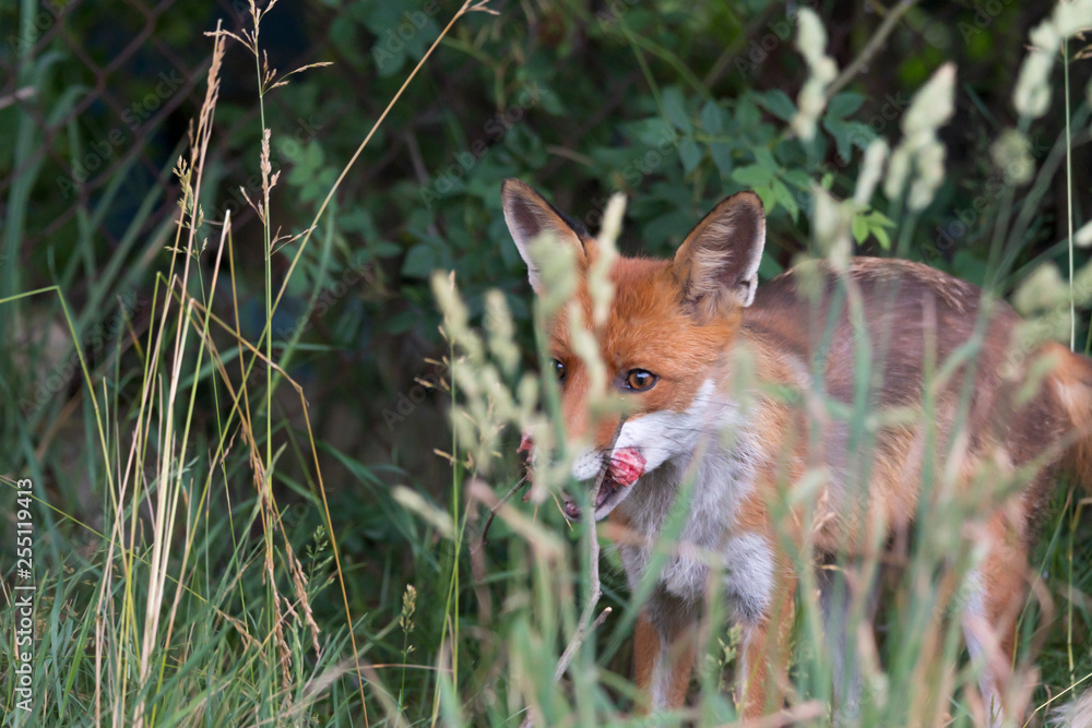 Fuchs mit einem Stück Beute