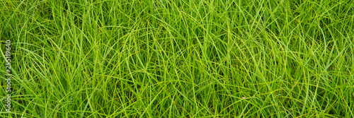fresh green meadow grass.