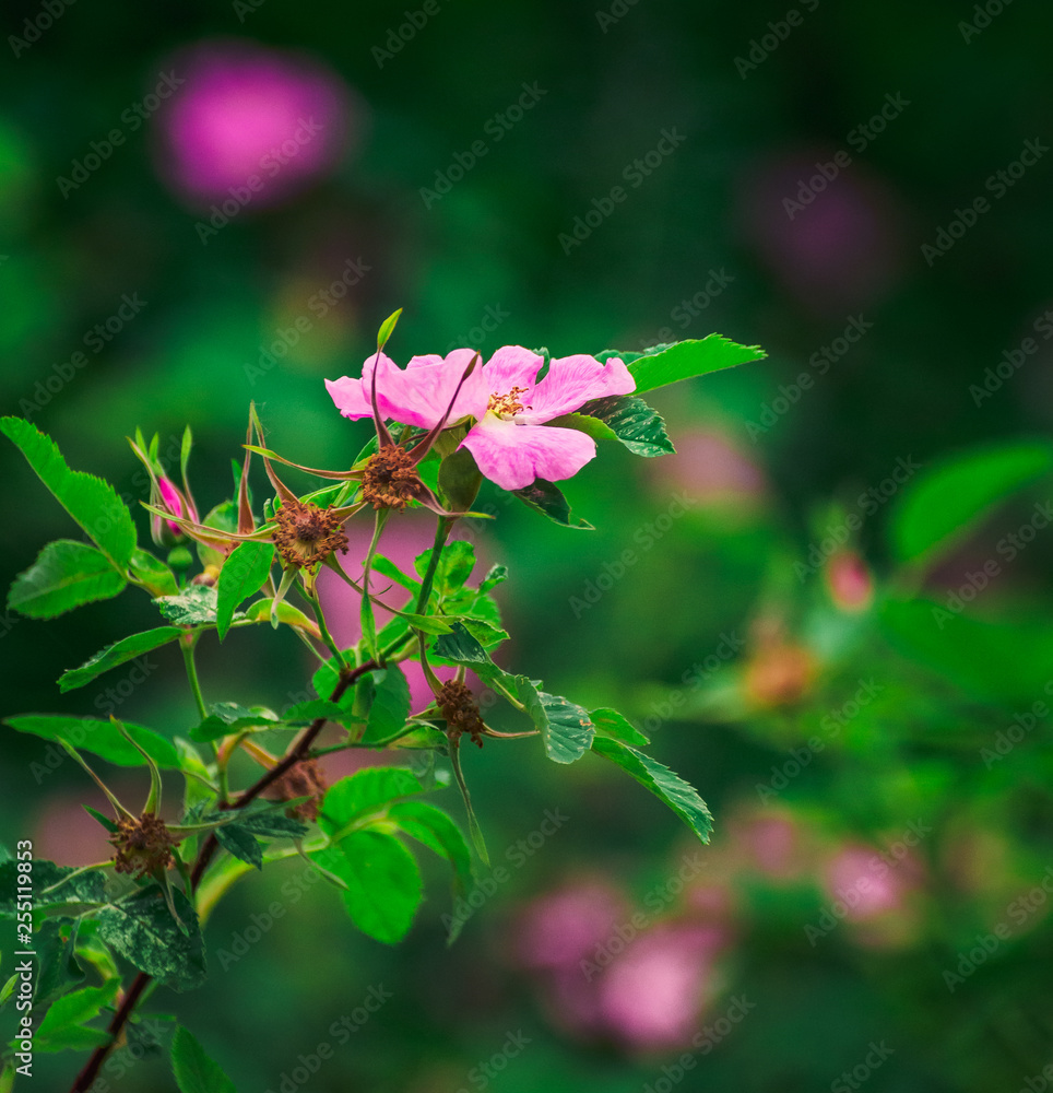 Obraz premium Wild rose