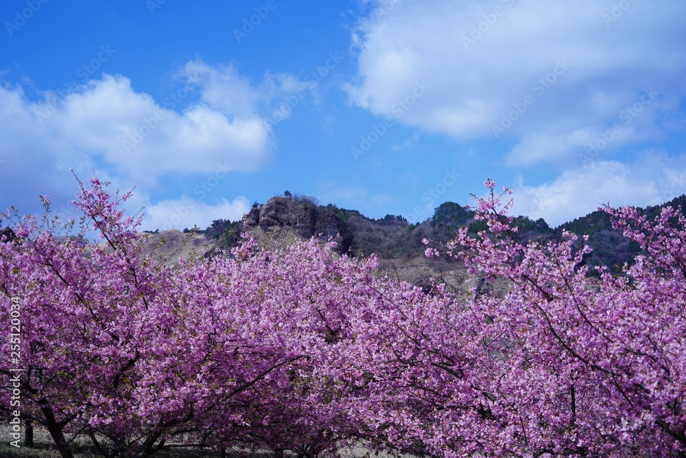 Fototapeta 満開の南阿蘇桜公園と阿蘇山の風景