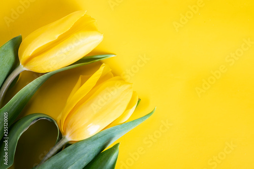 Wiosenne tulipany na żółtym tle