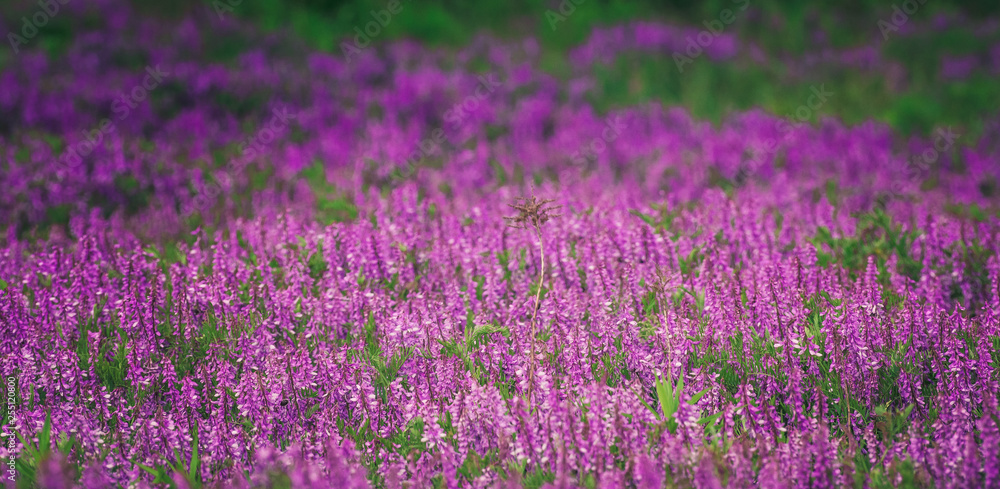 Naklejka premium Summer field flowers