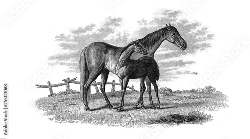 Horse