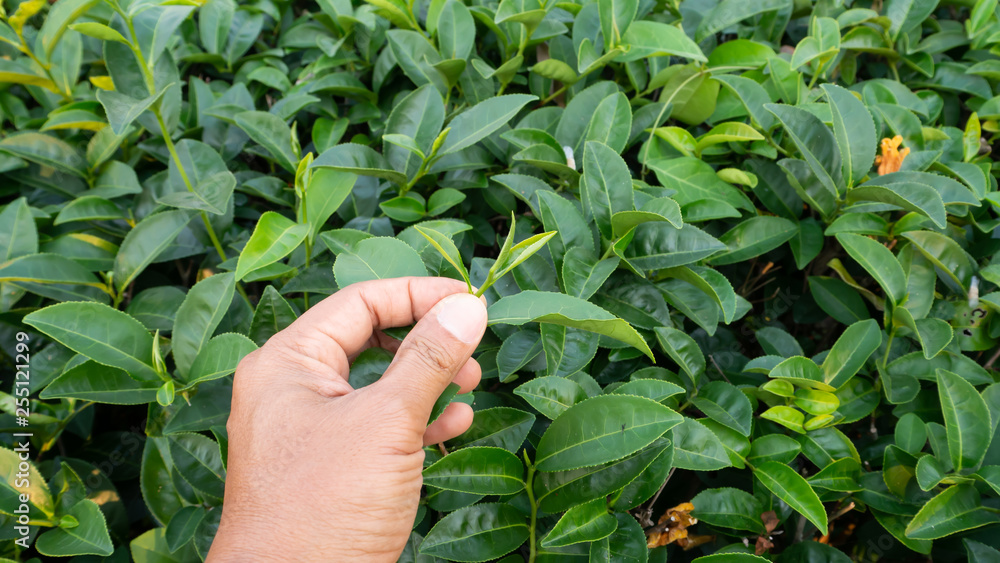 Focus hand holding tea leaves Fresh green In tea plantations in northern Thailand. Focus hand holding tea leaves Fresh green In tea plantations in northern Thailand.