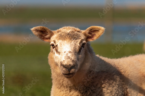 mouton dans un pré  © Anthony Anquetil