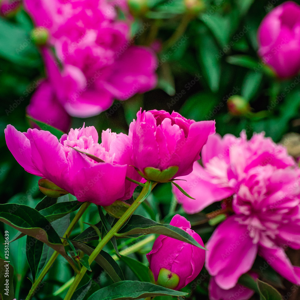 Fototapeta premium Pion