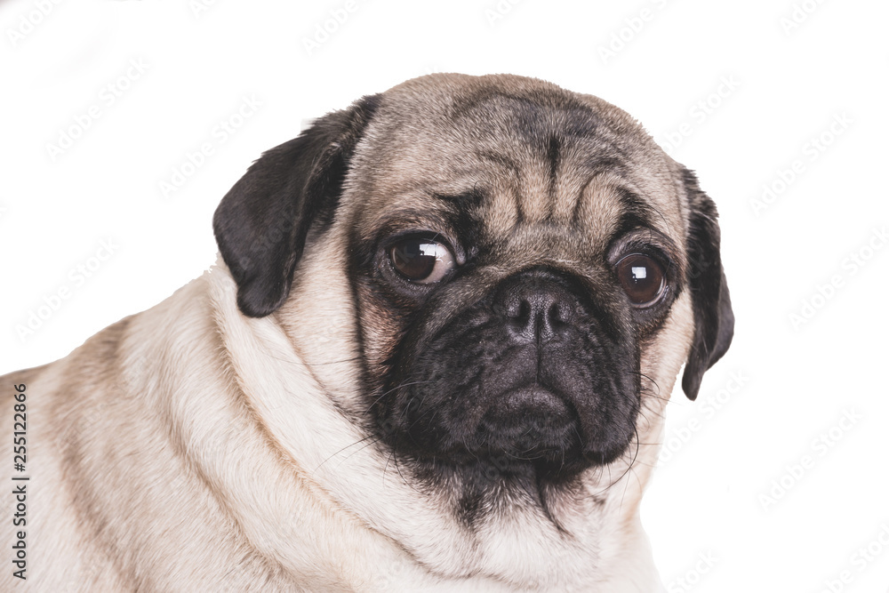 Fototapeta premium Funny Pug Puppy on white background. portrait of a cute pug dog with big sad eyes and a questioning look on a white background, Beige pug with huge eyes on a white background