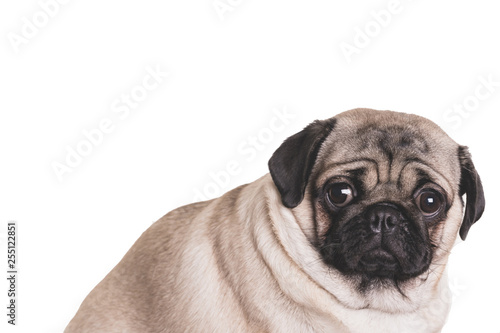 Funny Pug Puppy on white background. portrait of a cute pug dog with big sad eyes and a questioning look on a white background, Beige pug with huge eyes on a white background © Anton Dios