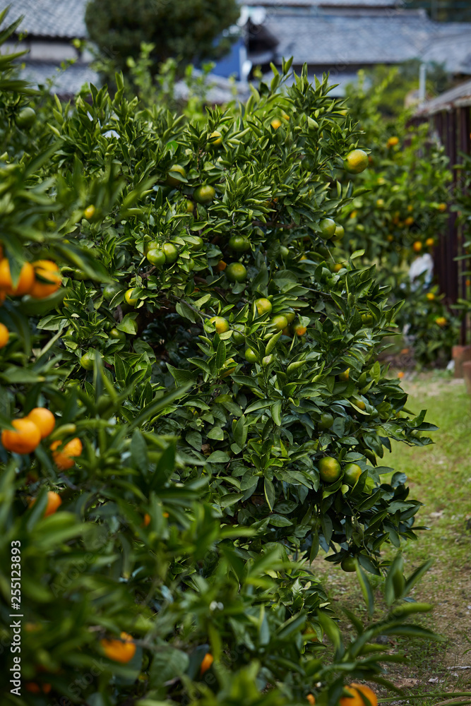 Fresh tangerine tree