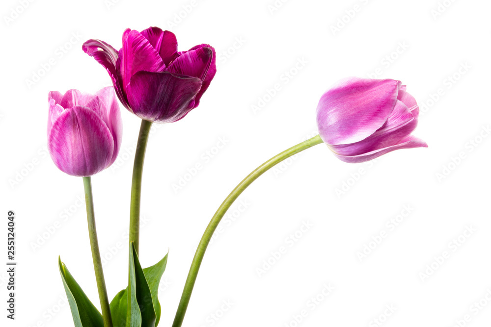 Purple and lilac tulips isolated on a white background Purple and lilac tulips isolated on a white background