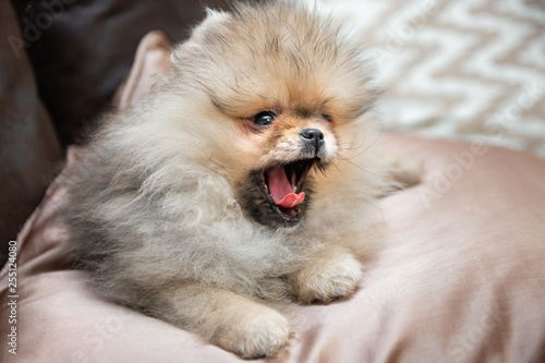 Cute Pomeranian puppy dog lying on golden satin pillow on the bed. Close up.