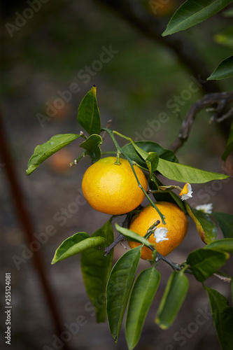 Fresh tangerine tree