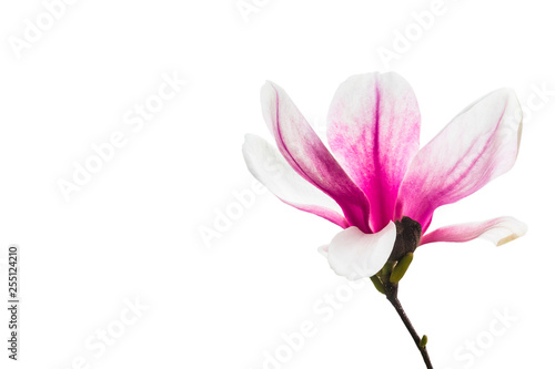 magnolia flower background © avdyachenko