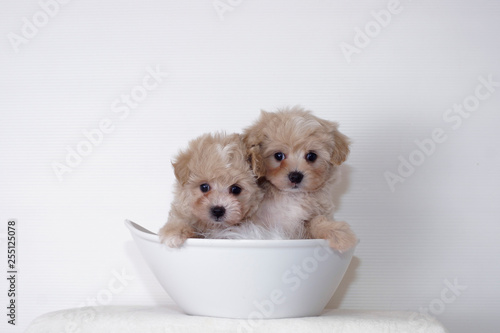 ２匹のプードル子犬