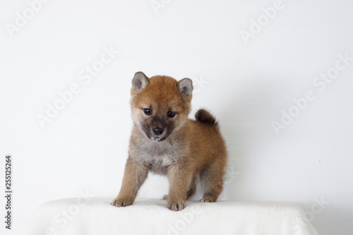 おねだりする豆柴子犬