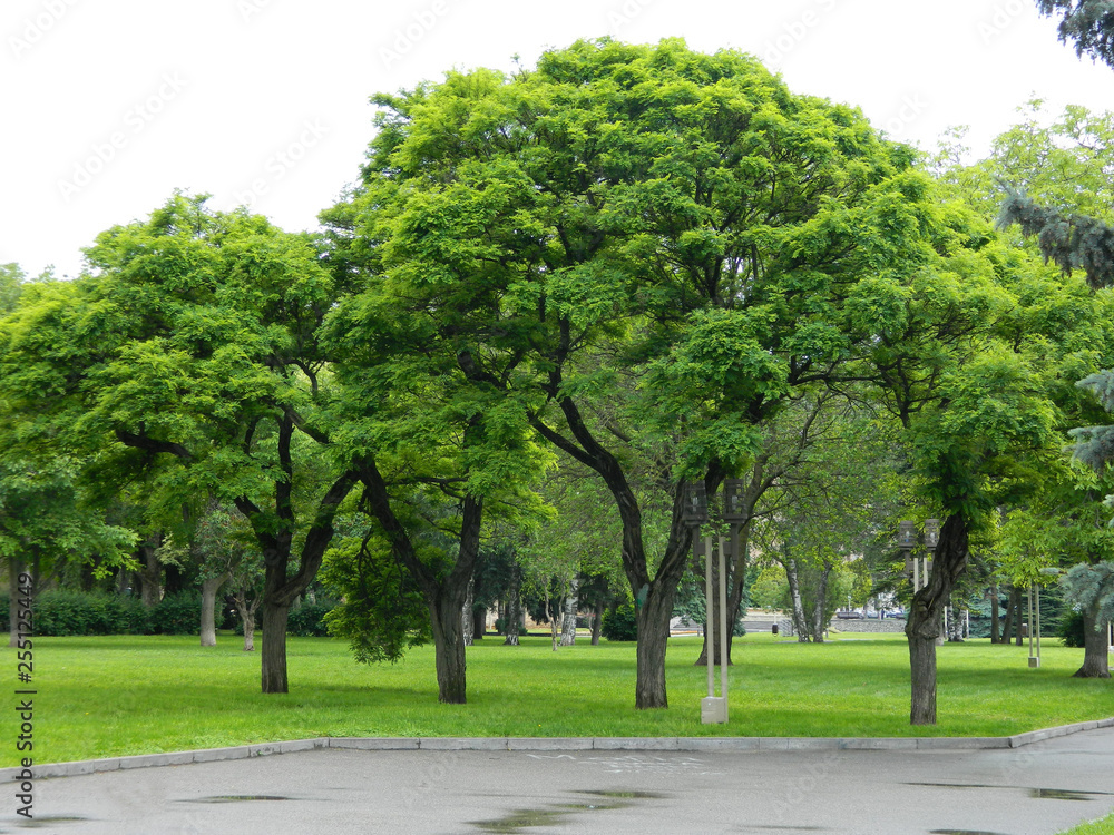 tree, park, landscape, nature, green, summer, trees, road, grass, sky, forest, spring, field, garden, outdoor, rural, alley, beautiful, blue, country, plant, sunny, avenue, lawn, path