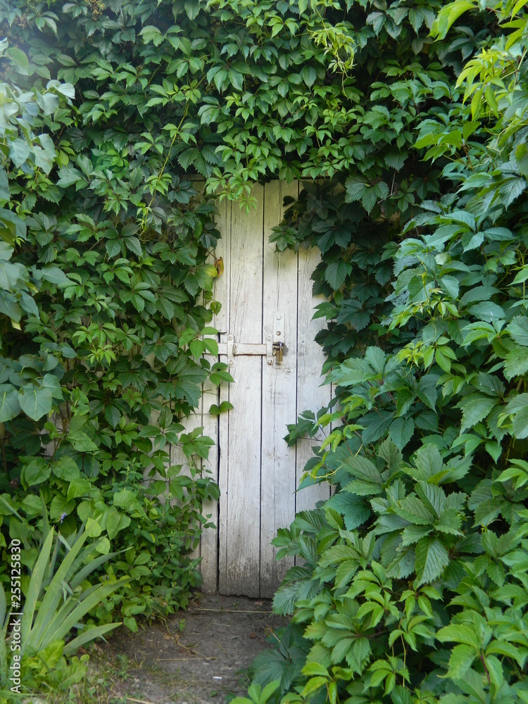 ivy, wall, house, window, old, green, garden, door, plant, building