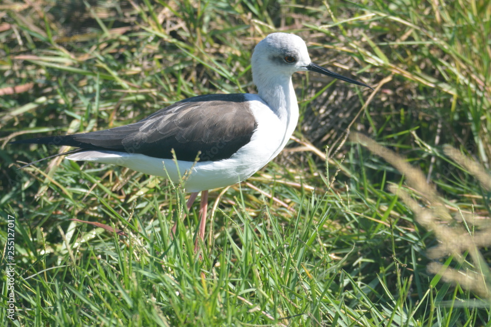 Naklejka premium Coria del Rio (Sevilla) La Cañada de los Pajaros