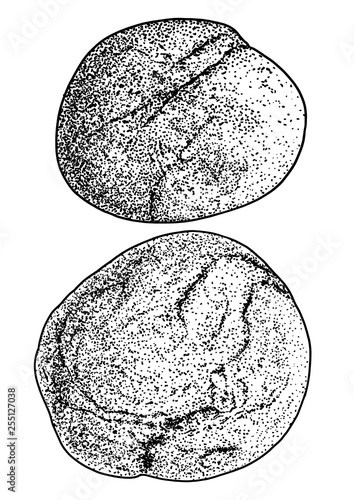 Rock, pebble illustration, drawing, engraving, ink, line art, vector