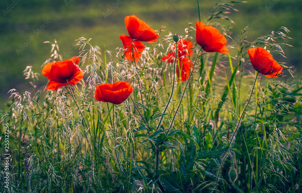 Fototapeta premium Poppy