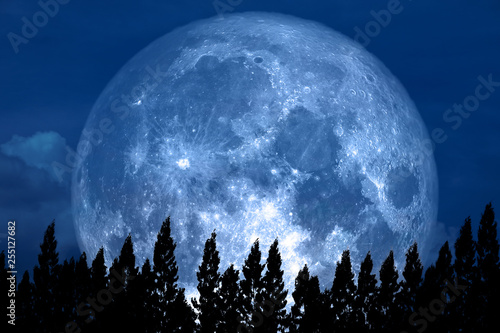 Full Rose Moon back on silhouette pine on night sky