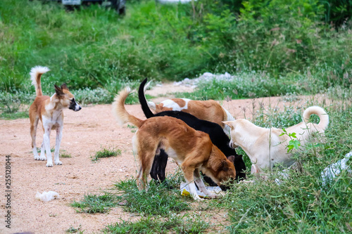 stray dogs eat junk food  and one dog can t because it is afraid of being bitten