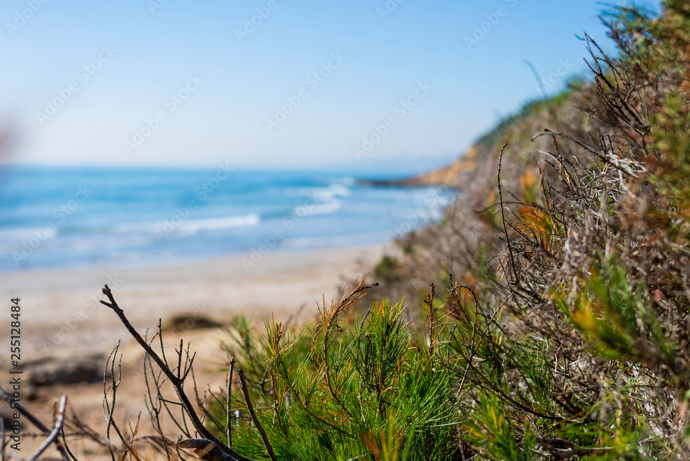 Green plants close up near seashore in sunny day Green plants close up near seashore in sunny day