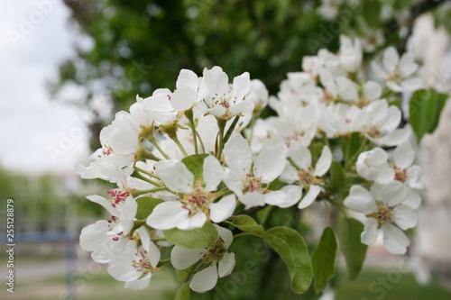 blooming cherry tree in spring