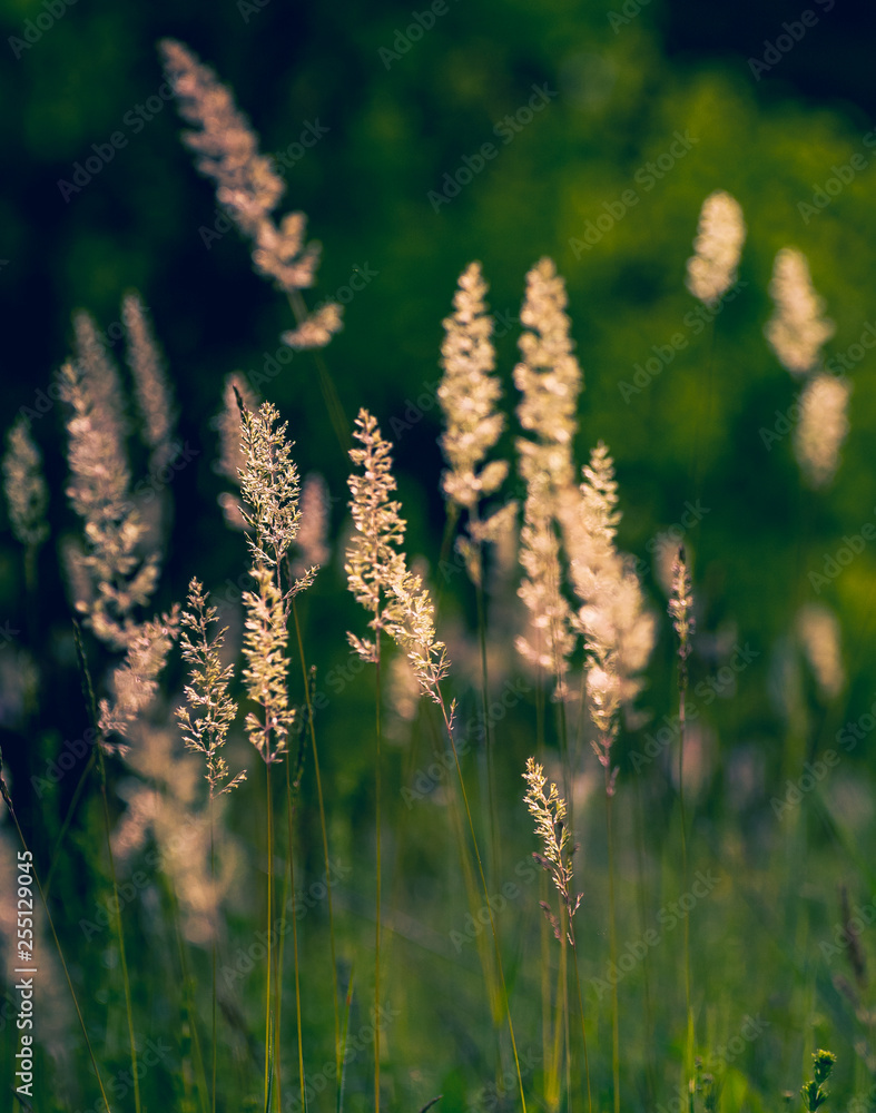 Summer field flowers Summer field flowers