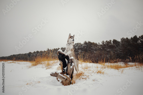 Winter portrait of a northern dog photo