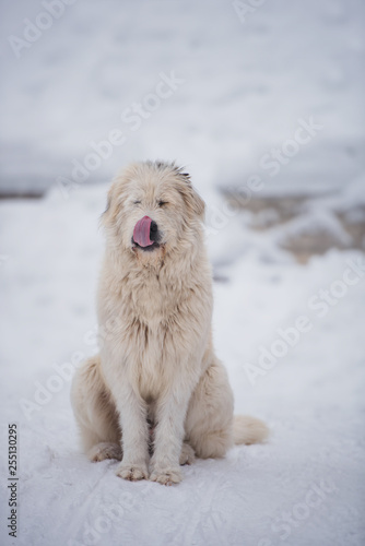 Funny mioritic shephed dog licking in winter photo