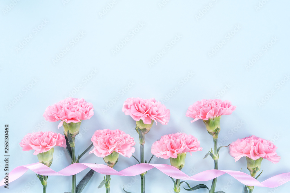 Fototapeta premium Beautiful blooming pink carnations isolated on bright light blue background, copy space, flat lay, top view, mock up, may mothers day idea concept photography
