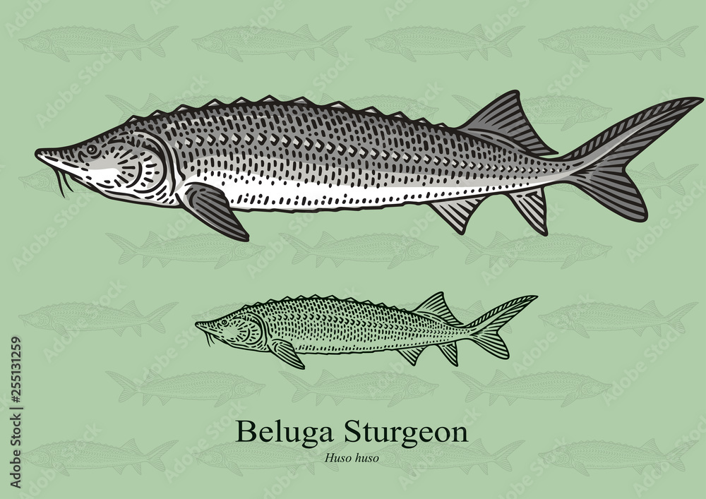 Beluga Sturgeon. Vector illustration with refined details and optimized ...