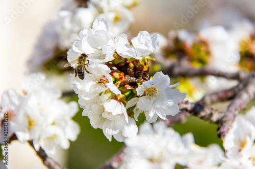Closeup of a bee pollinating a cherry flower