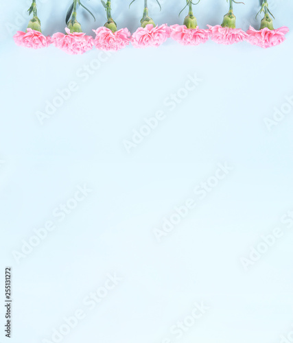 Beautiful blooming pink carnations isolated on bright light blue background, copy space, flat lay, top view, mock up, may mothers day idea concept photography © RomixImage