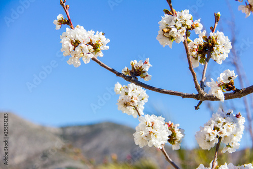 Cherry tree in bloom in Vall de Laguar, Spain photo
