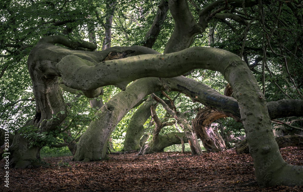 Süntelbuchen in Bad Nenndorf