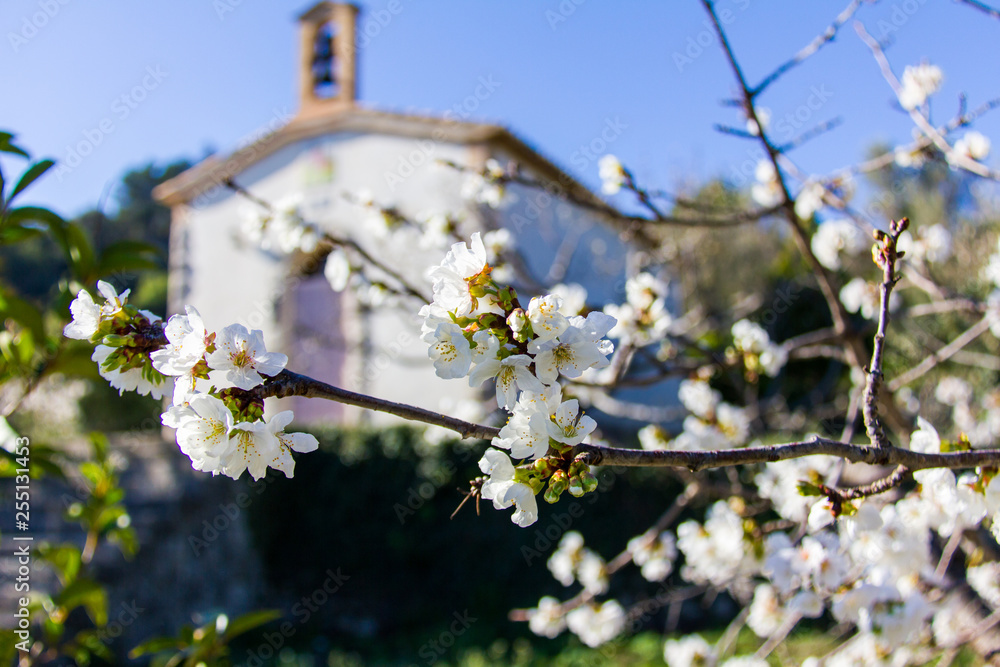 Cherry tree in bloom in Vall de Laguar, Spain. A small hermitage in the background Cherry tree in bloom in Vall de Laguar, Spain. A small hermitage in the background