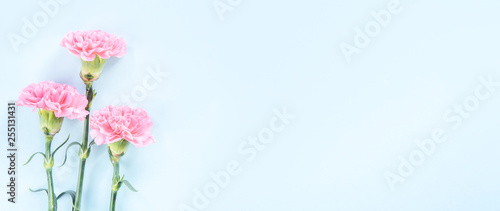 Beautiful blooming pink carnations isolated on bright light blue background, copy space, flat lay, top view, mock up, may mothers day idea concept photography