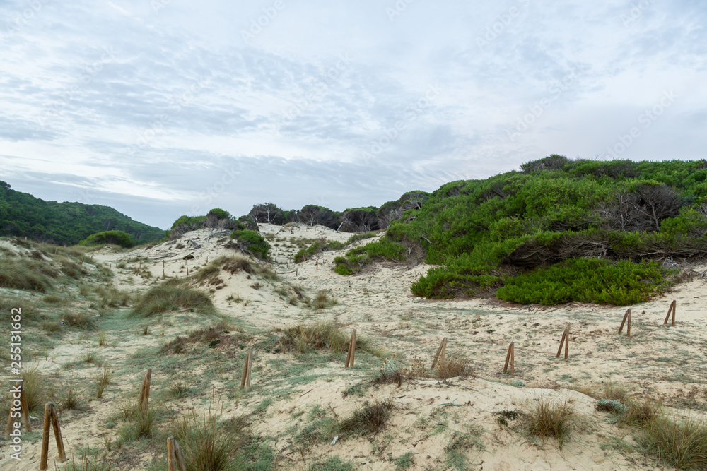 Wonderful dune landscape Cala Mesquida Mallorca Spain