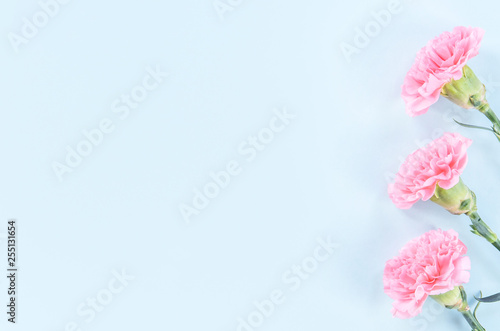 Beautiful blooming pink carnations isolated on bright light blue background, copy space, flat lay, top view, mock up, may mothers day idea concept photography
